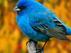 Bluebird