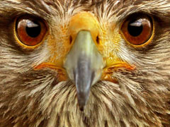 Brown Owl