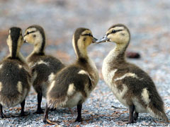 Ducks