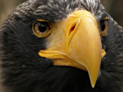 Eagle