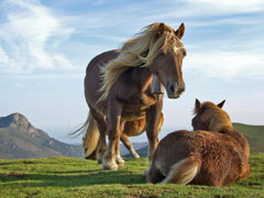 Horses