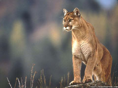 Panther
