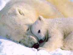 Polar Bears