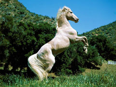 White horse