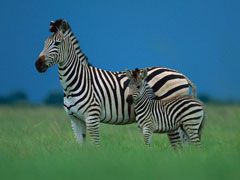 Zebras